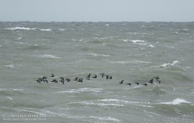 Rotganzen / Brent Geese