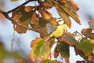 Pimpelmees / Blue Tit