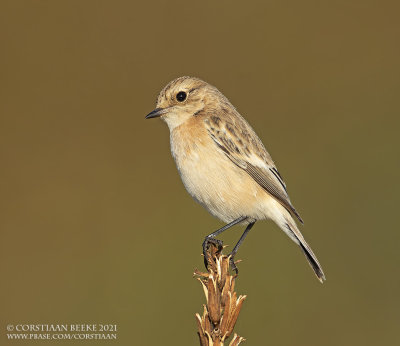 Aziatische Roodborsttapuit / Siberian Stonechat