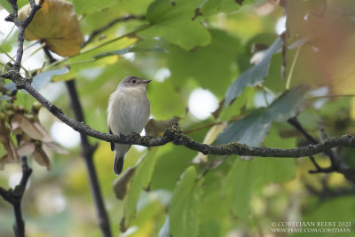 Kleine Vliegenvanger / Red-breasted Flycatcher