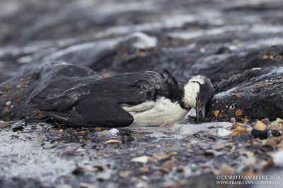 Zeekoet  / Common Guillemot