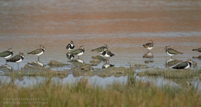 Kieviten / Northern Lapwings