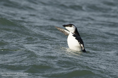 Alk / Razorbill