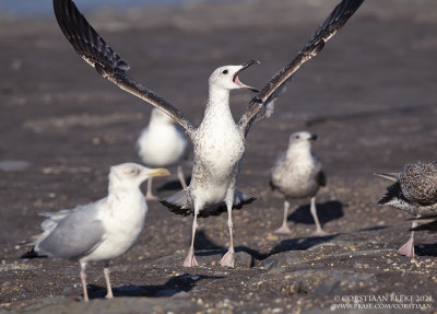 Pontische Meeuw / Caspian Gull