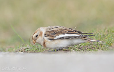 Sneeuwgors / Snow Bunting