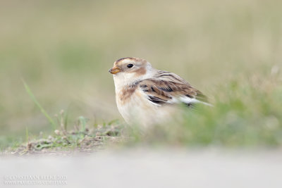 Sneeuwgors / Snow Bunting