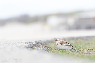 Sneeuwgors / Snow Bunting