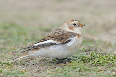 Sneeuwgors / Snow Bunting