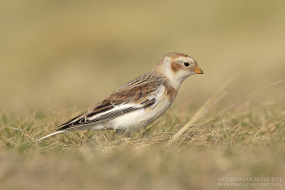 Sneeuwgors / Snow Bunting