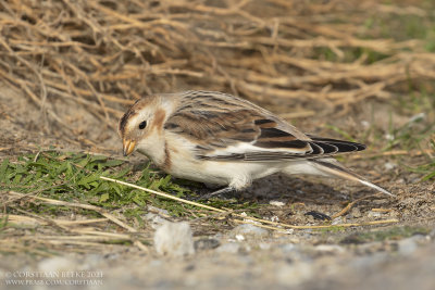 Sneeuwgors / Snow Bunting