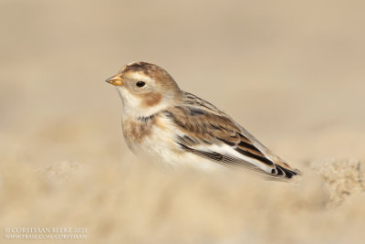 Sneeuwgors / Snow Bunting