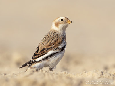 Sneeuwgors / Snow Bunting