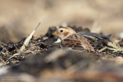 Sneeuwgors / Snow Bunting