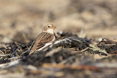 Sneeuwgors / Snow Bunting