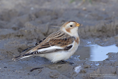Sneeuwgors / Snow Bunting