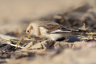 Sneeuwgors / Snow Bunting