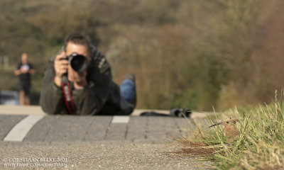 Hop / Eurasian Hoopoe (met Rob Sponselee)