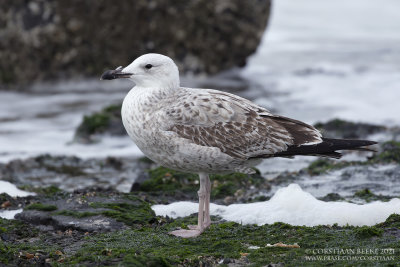 Pontische Meeuw / Caspian Gull