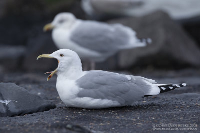 Pontische Meeuw / Caspian Gull