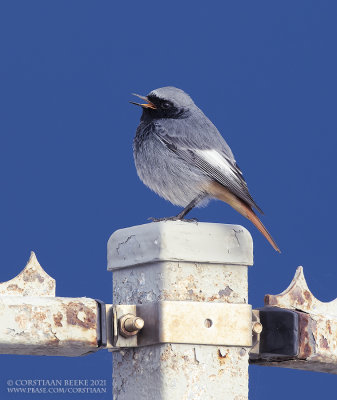 Zwarte Roodstaart / Black Redstart