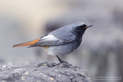 Zwarte Roodstaart / Black Redstart