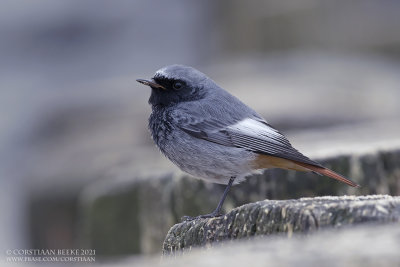 Zwarte Roodstaart / Black Redstart