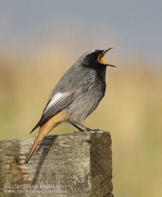 Zwarte Roodstaart / Black Redstart