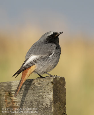 Zwarte Roodstaart / Black Redstart