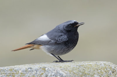 Zwarte Roodstaart / Black Redstart