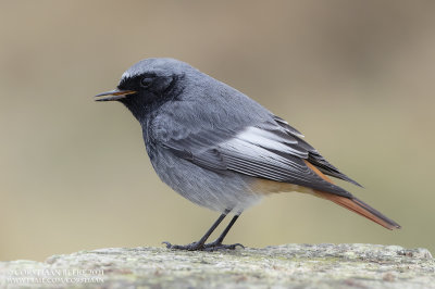 Zwarte Roodstaart / Black Redstart