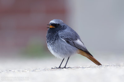 Zwarte Roodstaart / Black Redstart