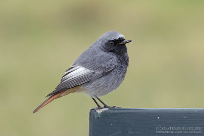 Zwarte Roodstaart / Black Redstart