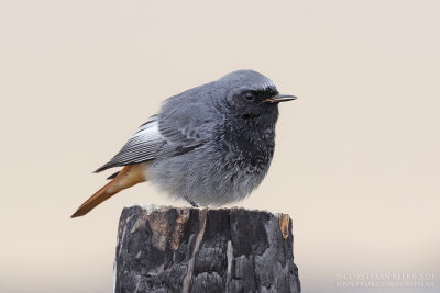 Zwarte Roodstaart / Black Redstart