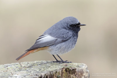 Zwarte Roodstaart / Black Redstart