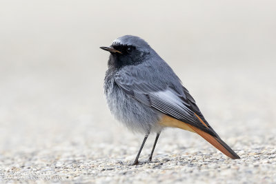 Zwarte Roodstaart / Black Redstart