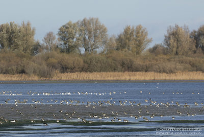 Kieviten / Northern Lapwings