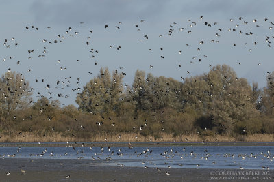 Kieviten / Northern Lapwings