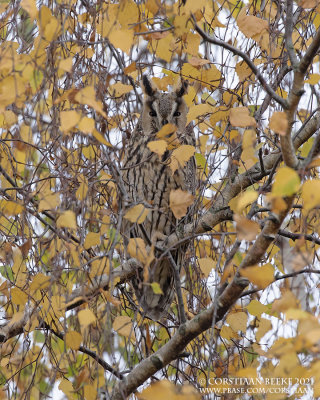 Ransuil / Long-eared Owl