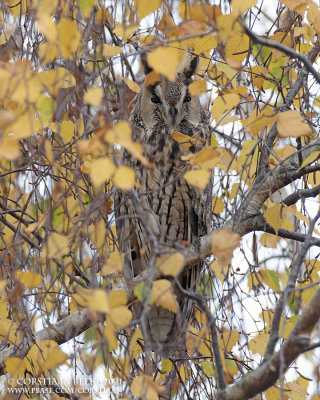 Ransuil / Long-eared Owl