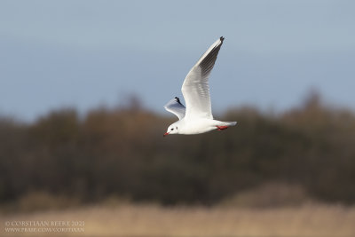 Kokmeeuw / Black-headed Gull