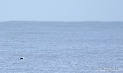 Alk / Razorbill