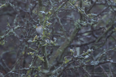 Vuurgoudhaan / Firecrest