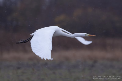 Grote Zilverreiger / Great White Egret