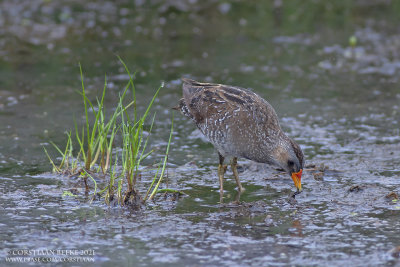 Porseleinhoen / Spotted Crake