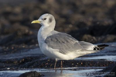 Drieteenmeeuw / Kittiwake