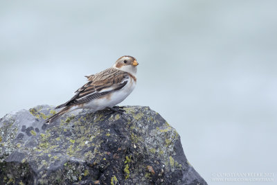 Sneeuwgors / Snow Bunting
