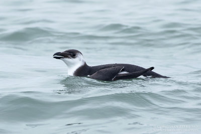 Alk / Razorbill