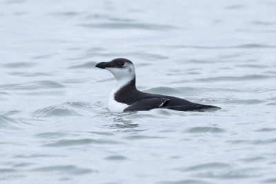 Alk / Razorbill