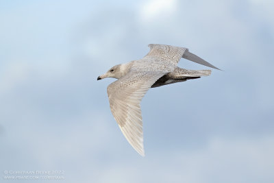 Grote Burgemeester / Glaucous Gull