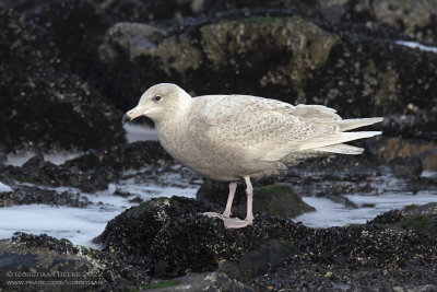 Grote Burgemeester / Glaucous Gull